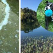 Alert over harmful algae in Woodchester lakes 