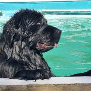 Dogs make a splash at swimming event