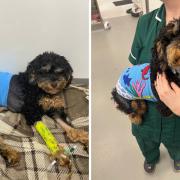 Puppy mauled in horrific attack in Dursley saved by My Family Vets