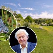 Nature reserve near Gloucestershire stars in David Attenborough new documentary 