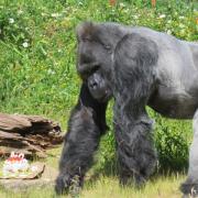 Jock the gorilla celebrating his 40th birthday at the now-closed Bristol Zoo Gardens site