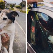 Yate firefighters saved Boycie the Jack Russell from a car in Hawkesbury Upton