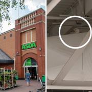 The seagull has been stuck inside the Bedminster Asda for two weeks