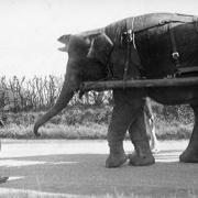 A Bostock and Wombell's Menagerie elephant pulling a wagon - picture issued by Wessex Archaeology
