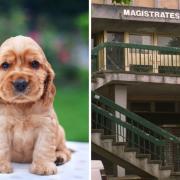 More than a dozen puppies and dogs have been seized from two separate properties in a village near Dursley due to welfare concerns. (Library image)