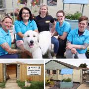 The team behind Elmview Boarding Kennels and Aura's Dog Rescue UK