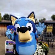 Bluey out and about in Chipping Sodbury