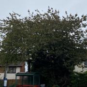 A resident has raised urgent concerns over a massive tree in the High Street in Cam