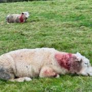 The state of two of the injured sheep this morning