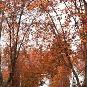 An Autumnal road