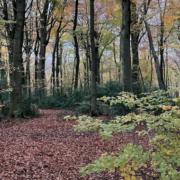 Hermitage Woodlands has officially been bought as a community asset