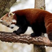 Endangered red panda Nilo settling in to his newly created habitat at Bristol Zoo Project