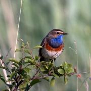 White-spotted bluethroat has been spotted at WWT Slimbridge Wetland Centre - photo by WWT and Tim Jukes