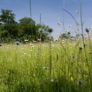 Stroud District Council will be leaving almost 100,000 square metres of grass uncut as part of national environmental campaign No Mow May