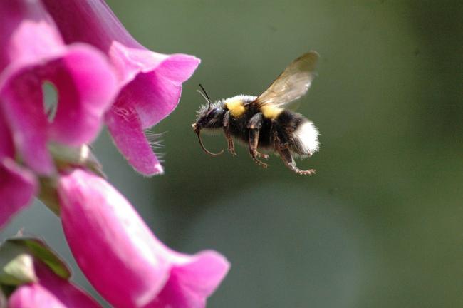 Threat facing bee population in South West