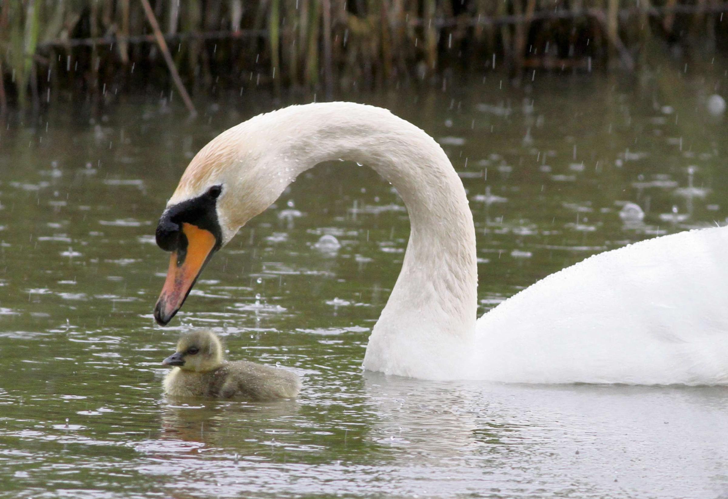 Beautiful swan adopts "ugly duckling" goose | Gazette Series
