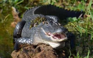 An alligator is among seven  dangerous wild animals being kept privately in South Gloucestershire (library image)