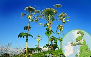 Dangerous toxic plant which can cause blindness spotted near Yate (WhatShed and Pixabay)