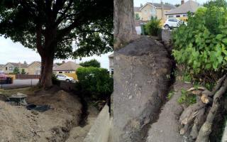 A protected tree in Kingswood was seriously damaged and eventually had to be removed