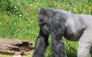Jock the gorilla celebrating his 40th birthday at the now-closed Bristol Zoo Gardens site