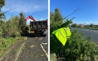 Police issue warning after a tree fell on the A38 yesterday, Monday