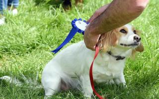 A new dog show is taking place in Thornbury next month (library image by Simon Pizzey)