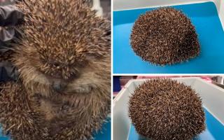 Bounce the hedgehog has been deflated and helped by Wild Hogs Hedgehog Rescue based in Frampton