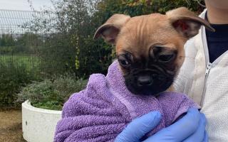 The puppies are now being cared for by Cotswolds Dogs & Cats Home