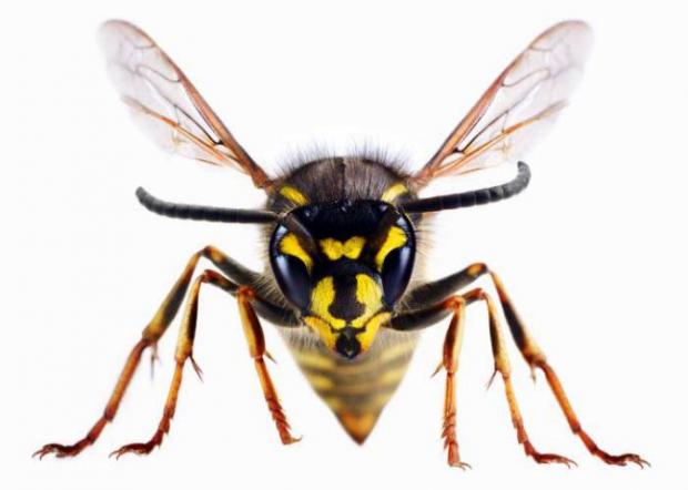 Gazette Series: A wasp